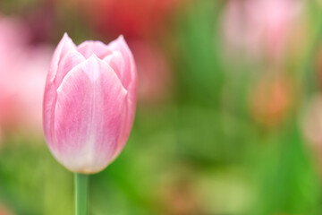 Fototapeta premium Pink tulips in spring. Close up soft and selective focus blossoming tulips in garden, springtime pink flowers 