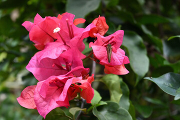 A cluster of pink bougainvillea flowers and a small branded swift butterfly sitting on it