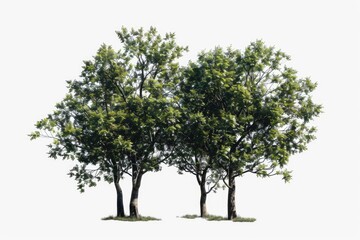 Obraz premium Two adjacent trees standing together, with their trunks and branches entwined