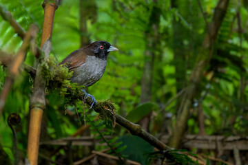 Pale-billed Antpitta, 
Grallaria carrikeri