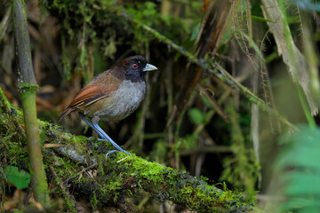 Pale-billed Antpitta, 
Grallaria carrikeri