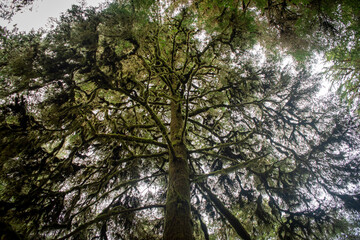 Huge tree in the rainforest - Vancouver Island
