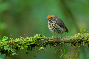 Ochre-fronted Antpitta,  Grallaricula ochraceifrons