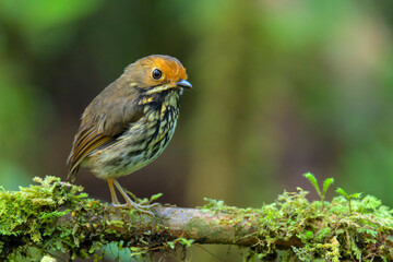 Ochre-fronted Antpitta,  Grallaricula ochraceifrons