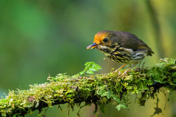 Ochre-fronted Antpitta,  Grallaricula ochraceifrons