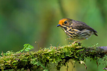 Ochre-fronted Antpitta,  Grallaricula ochraceifrons