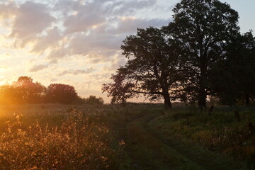 sunrise in the forest