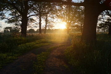 Obraz premium morning in the forest