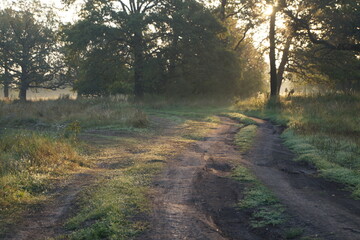 Fototapeta premium morning in the forest