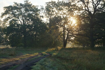 Naklejka premium sunrise in the forest