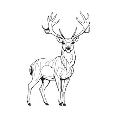 line art Deer on white background. sketch style. Vector graphic icon animal.