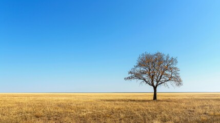 Fototapeta premium Lonely tree in a vast field under a clear blue sky during midday