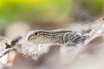 A six-lined racerunner (Aspidoscelis sexlineatus), a native lizard, in Wingate Creek State Park, Florida
