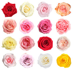 Many beautiful roses isolated on white, set