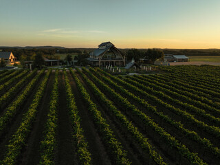 Vineyards of a winery at sunrise in Fredericksburg, Texas USA