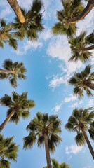 Obraz premium Upward View of Tall Palm Trees Against Blue Sky