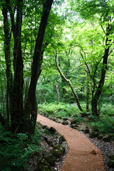 refreshing spring path toward the light