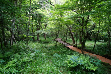 refreshing spring forest and fine path in the sunlight