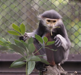 アカシアデュグラングール