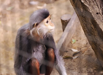 アカシアデュグラングール