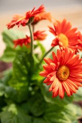 Beautiful Red Flowers are Blooming