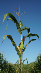 Corn plants on the Cornfield. Still green, young and raw. Blue sky background. Focus selected