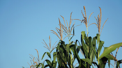 Corn plant with cornflowers on the cornfield. Blue sky background. Focus selected
