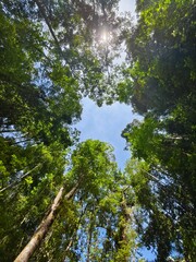 Trees
