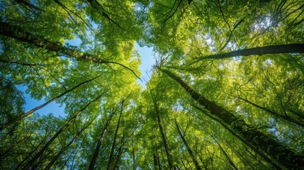Fototapeta premium Looking up at the canopy of a lush forest.