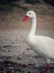 mute swan cygnus olor