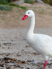 white goose on the lake