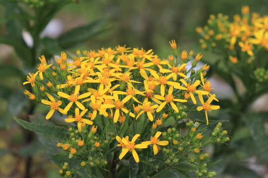 黄色い小さな花をたくさん咲かせたキオン