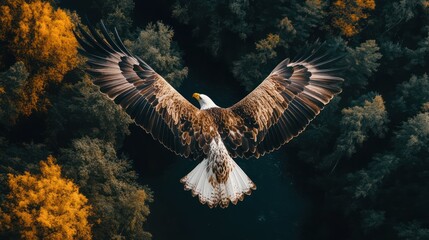 Naklejka premium above view of flying bird, Eagle, over forest background