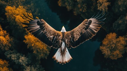 above view of flying bird, Eagle, over forest background