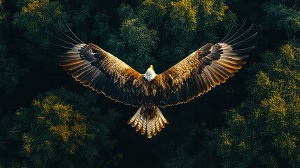 Obraz premium above view of flying bird, Eagle, over forest background