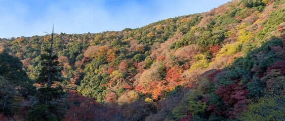 Fototapeta premium 青空バックに見るちょうど見頃の箕面山のカラフルな紅葉情景
