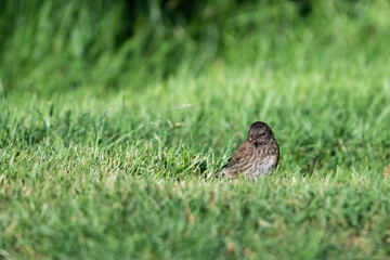 Summer backyard wildlife viewing, little brown bird feeding on seeds in lush green lawn with a focused look on its face
