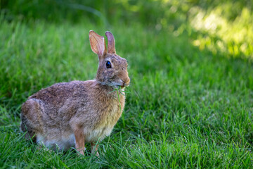 Summer backyard wildlife viewing, cute brown bunny sitting up with a mouth full of grass, grazing on grass in a shady lawn

