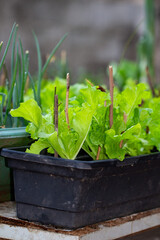 Plantação de alface. Vaso. Horta