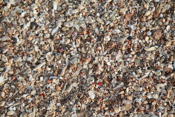Closeup tropical beach sand background texture, Fiji- sand, crushed shells and coral