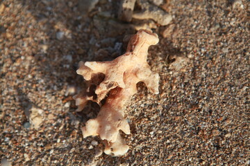 Coral on the beach, Fiji