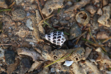 Cone snail shell on beach, Fiji