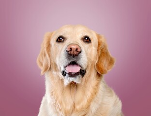 Smiling young domestic dog happy expression