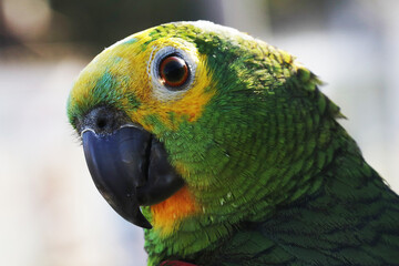 Um belíssimo papagaio domesticado que canta e assobia muto bem de Caldas Novas - GO 