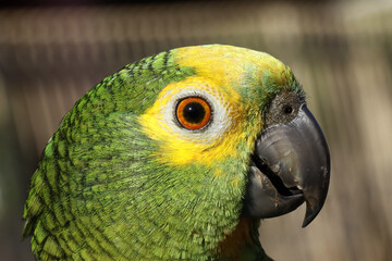 Um belíssimo papagaio domesticado que canta e assobia muto bem de Caldas Novas - GO  © Mrio