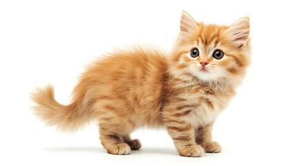 Fluffy kitten standing with its tail curled up on a blank white background