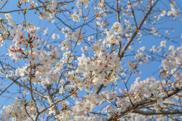 cherry blossom