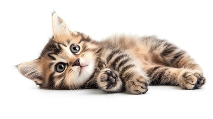 Fototapeta premium Fluffy kitten lying down with its paws stretched out on a blank white background