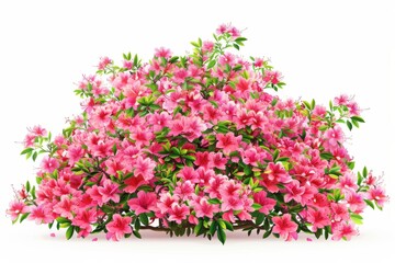 Blooming Pink Azalea Bush.