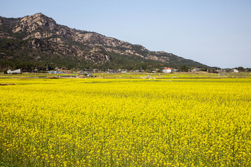 Yeongam-gun, Jeollanam-do, South Korea - April 9, 2022: Spring view of yellow rape flower field against houses of a village and peaks of Wolchulsan National Park